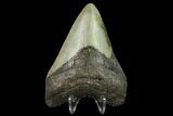 3.52" Fossil Megalodon Tooth - North Carolina - #131600-2